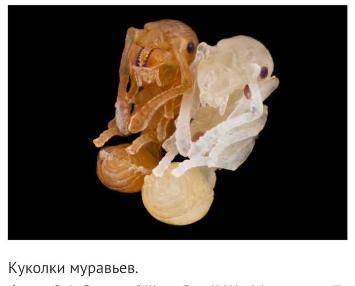 Невероятные фотографии под микроскопом 