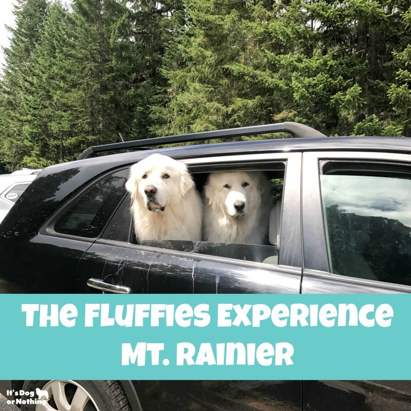 While dogs might not be allowed on the trails in national parks, there are still plenty of things you can do! We took our Great Pyrenees to Mt. Rainier.