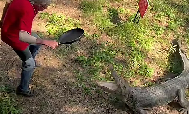 Пенсионер из Австралии встретил на заднем дворе крокодила и решил усмирить его сковородкой. Видео