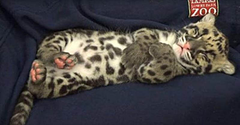 Милое видео того, как засыпает котенок дымчатого леопарда