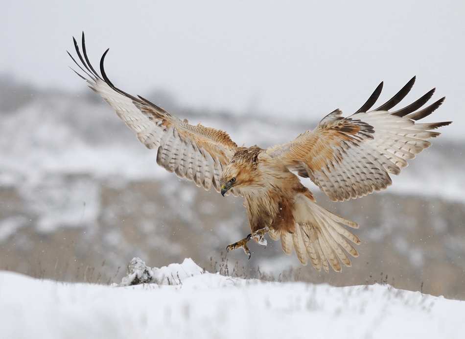 The world of birds Radoslav Tsvetkov 17