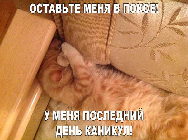 Забавный котопозитив