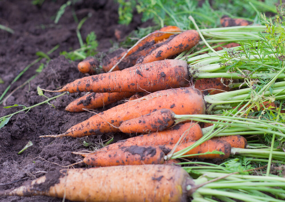 Морковь готова к уборке… или не готова… Когда ж ее правильно убирать? морковь, долго, градусов, очень, корешков, стоит, можно, признаком, готовности, уборке, Хороший, Однако, опираться, какой, причине, чтото, могло, пойти, только, землю