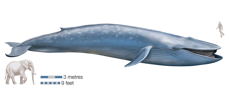 Самое большое существо на Земле, синий кит
