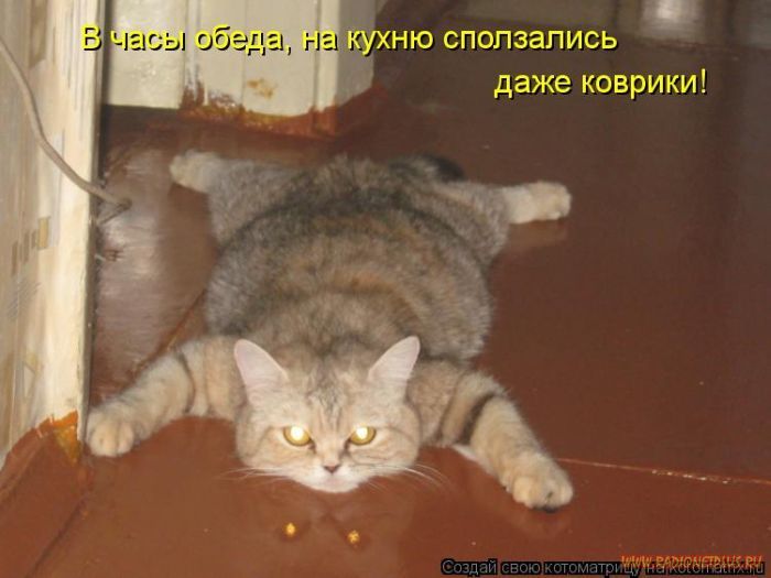 Кошки, такие кошки!