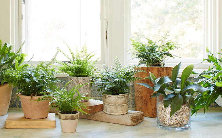 Важные особенности осеннего ухода за комнатными растениями комнатные растения,полезные советы