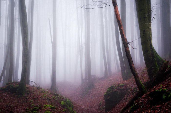 Задумчивая природа в фотографиях Heiko Gerlicher