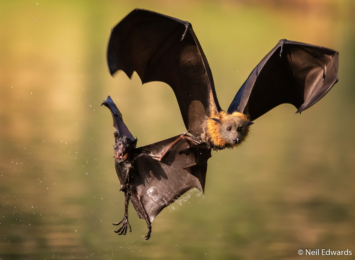 Победители Australian Geographic Nature Photographer of the Year 2019