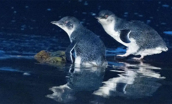 На остров высадили 28 тасманских дьяволов. Через 2 года исчезли 6000 пингвинов, а гуси живут на деревьях местом, тасманских, дьяволов, островок, признали, нужна, всего, насчитывает, популяция, исчезающим, считается, давно, помощь, особей, дьяволам, тасманским, водилосьА, почти, хищников, количество
