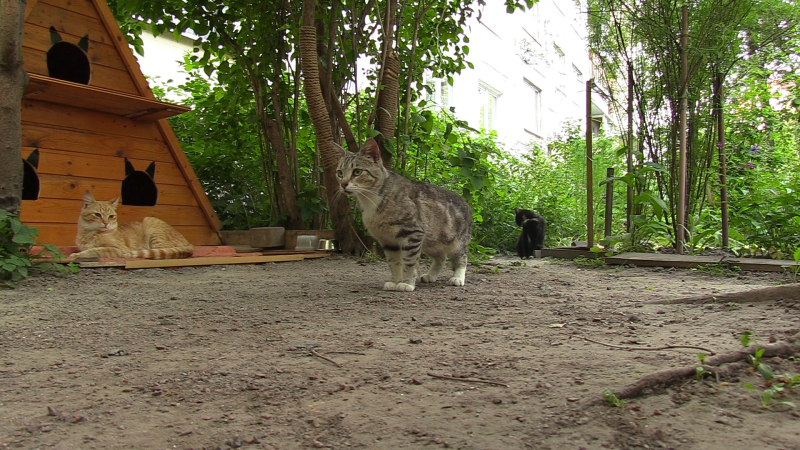 Зоозащитники Калининграда встали на защиту замученных кошек из Светлогорска