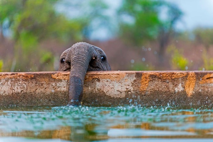 10 фотографий маленьких слонят, на которые невозможно смотреть без улыбки