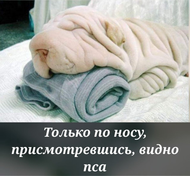 Животный юмор в картинках Животный юмор в картинках