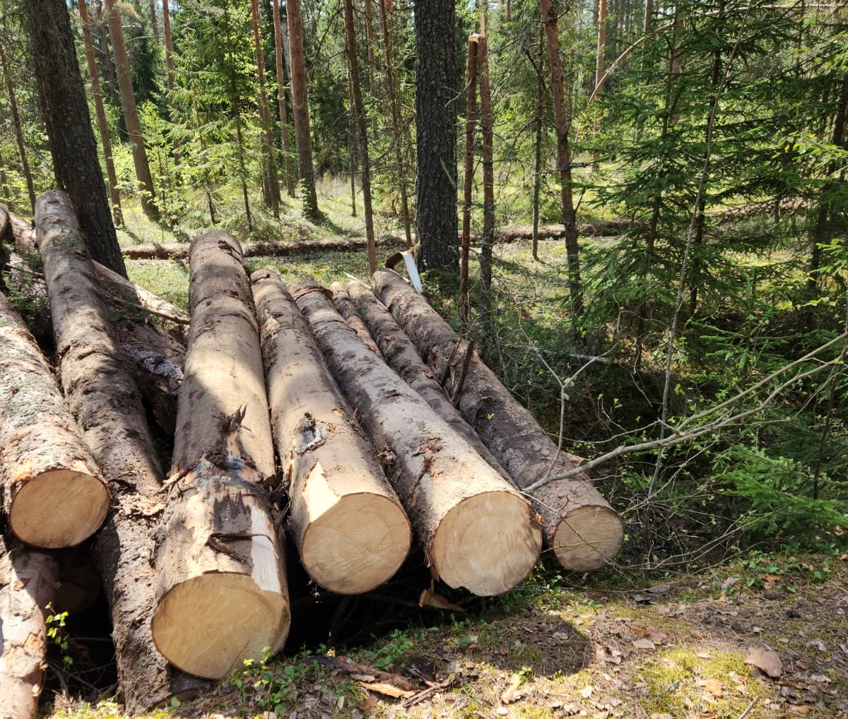 В Новгородской области выявлено семь экологических преступлений