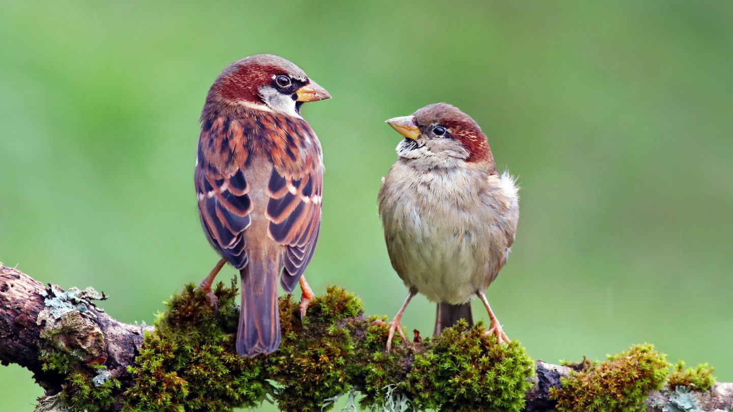 Зачем считают воробьев воробьев, переписи, может, России, можно, данные, участие, численность, человеком, воробья, принять, нужно, воробей, примерно, видим, каждый, более, обитает, Европе, следить