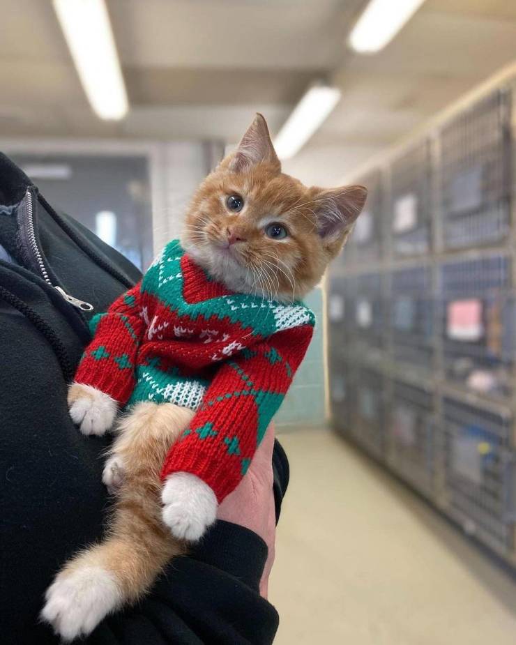 Подборка смешных картинок  приколы,смешные картинки,юмор