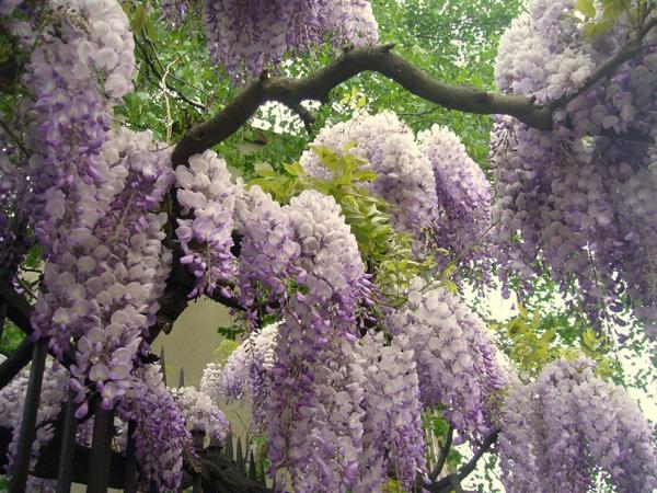 Глициния прекрасная (Wisteria venusta)