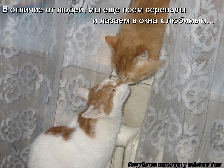 Муркотушки! Муркотушки, Источник