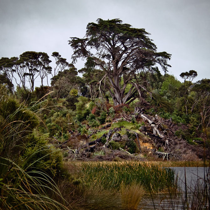 Воистину эльфийские леса Новой Зеландии Властелин колец,лес,Новая Зеландия