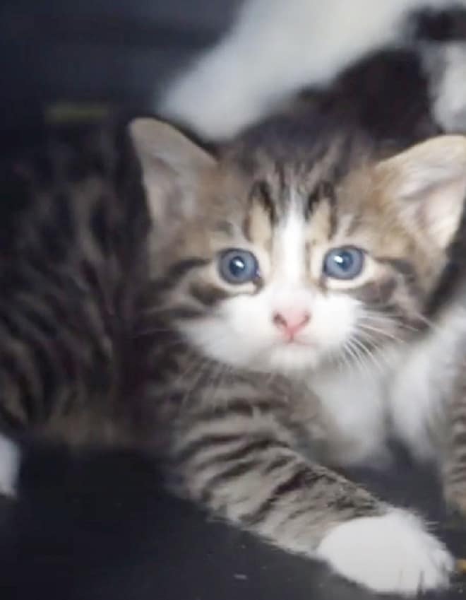 Котенок лежит