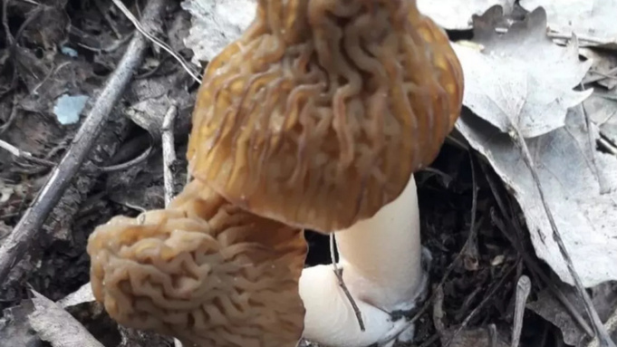 Алтайские грибники готовятся к открытию сезона сморчков