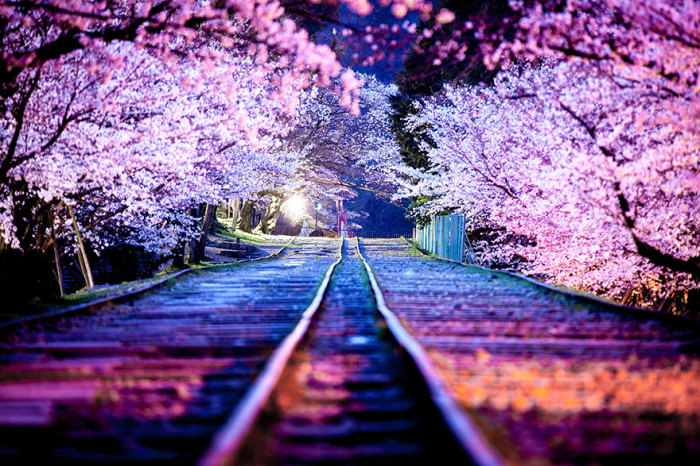 Заброшенные железнодорожные пути идеальное место для прогулок во время цветения сакуры.