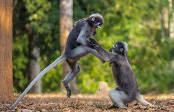 Смешные и дикие... Смешные и дикие... Comedy Wildlife Photography Awards