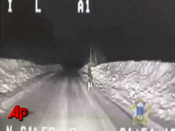 Истории о преданности домашних питомцев﻿ 