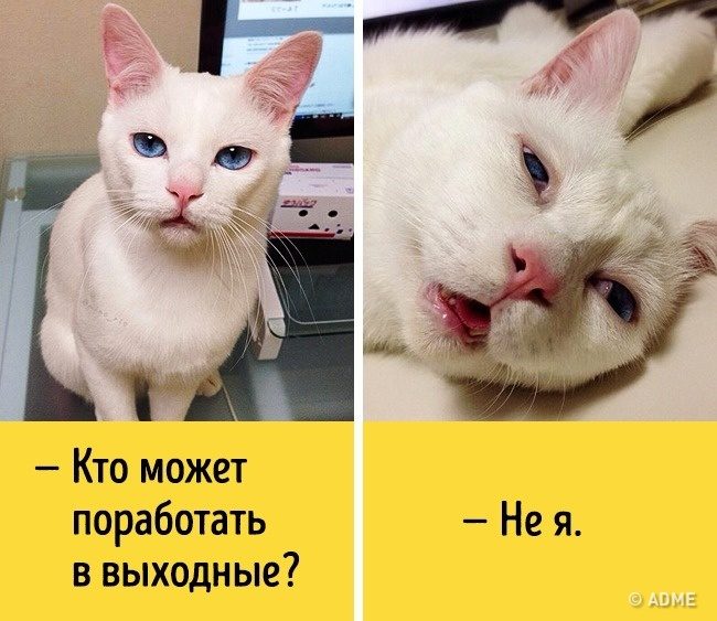 Животные, которые разучились скрывать свои эмоции