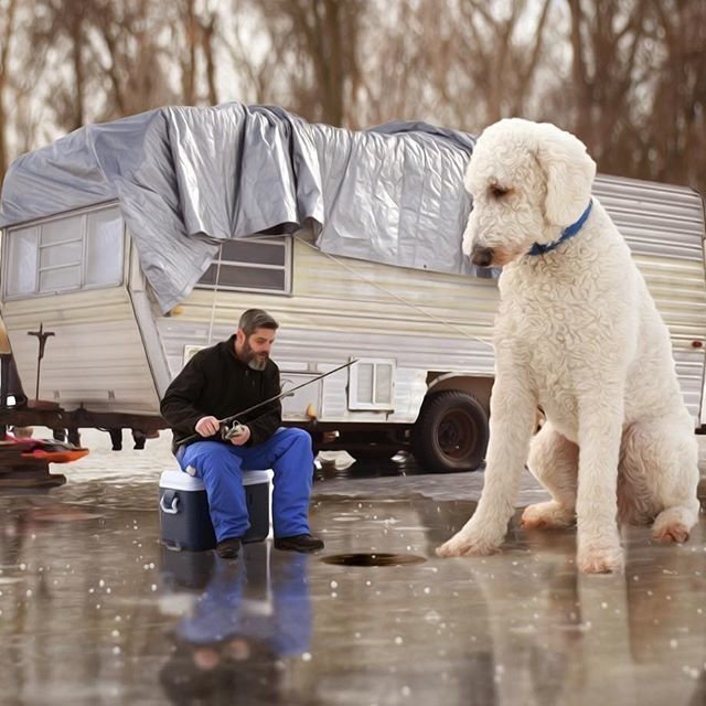 Сказочная жизнь мастера Фотошопа со своим «двухметровым» голдендудлем в мире, забавно, люди, собака, фотошоп