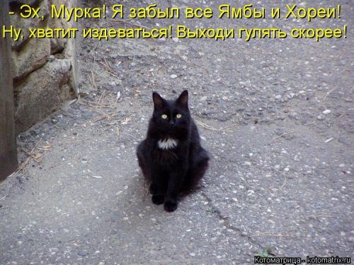 Котоматрица для всех позитив