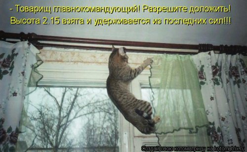 Котоматрица для всех позитив