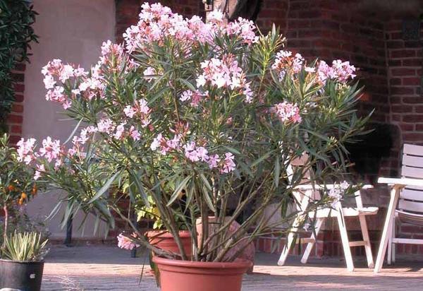 Олеандр обыкновенный в кадке, фото сайта potted-plants.ru