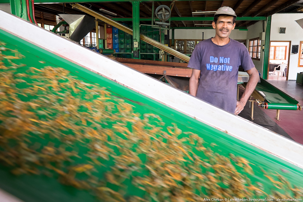 Как собирают и производят чай в Индии