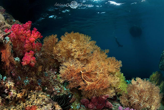 Побег из офиса в яркий мир коралловых рифов часть 1