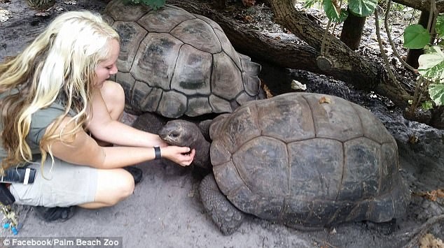 Сотрудники зоопарка Palm Beach Zoo во Флориде из всех 150 животных первым делом массово эвакуировали птиц, небольших млекопитающих, обезьян, черепах животные, ирма, катастрофа, стихийное бедствие, сша, ураган, флорида, фото