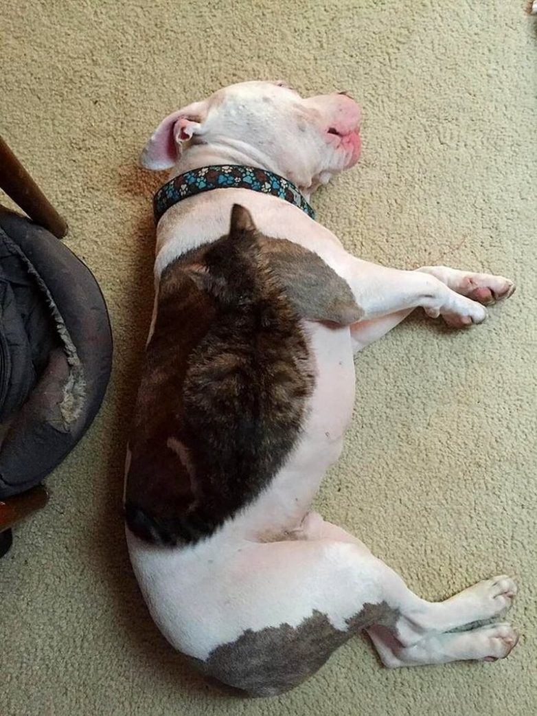 Коллекция снимков, посмотрев которые, вы перестанете доверять своим глазам 