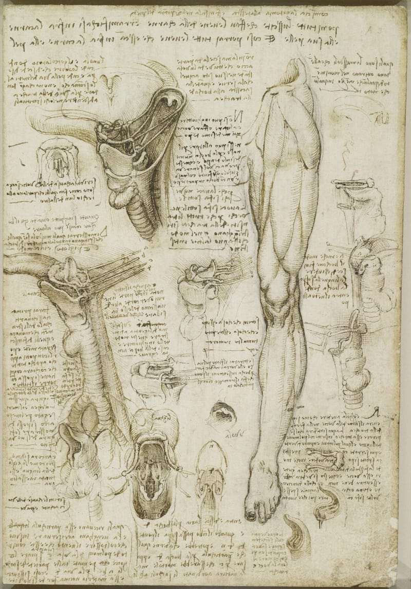 Recto: The throat, and muscles of the leg. Verso: The bones of t