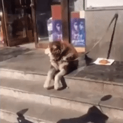 Фотографии животных для отличного настроения Фотографии животных для отличного настроения