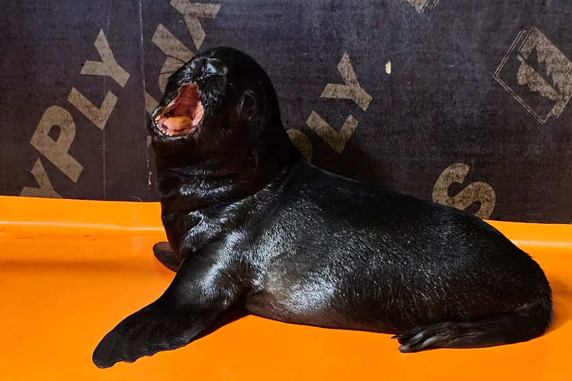 2. Без подписи