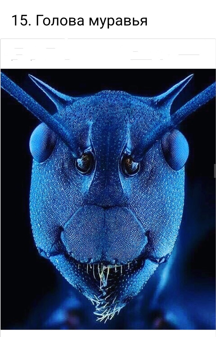 Невероятные фотографии под микроскопом 