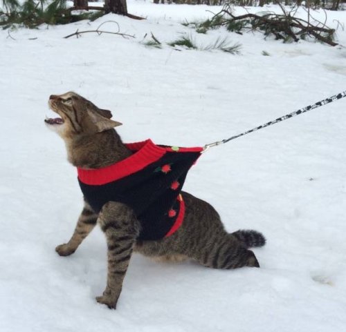 Зима и кошки Зима и кошки
