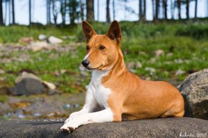 Басенджи — не лающая порода собак