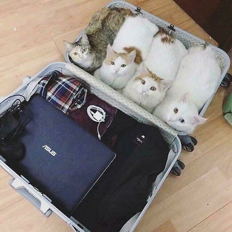 15 кошек, которые свернулись в маленькие пушистые комочки счастья 15 кошек, которые свернулись в маленькие пушистые комочки счастья ктото, кошки, сидеть, такие, каждой, дыра Вот, местечко Черная, уютное, нашла, очарователен Кошка, снизу, смотрителя Вид, примет, кота Два, черного, боится, мыслями Ктото, собраться, месте Пытается, любом