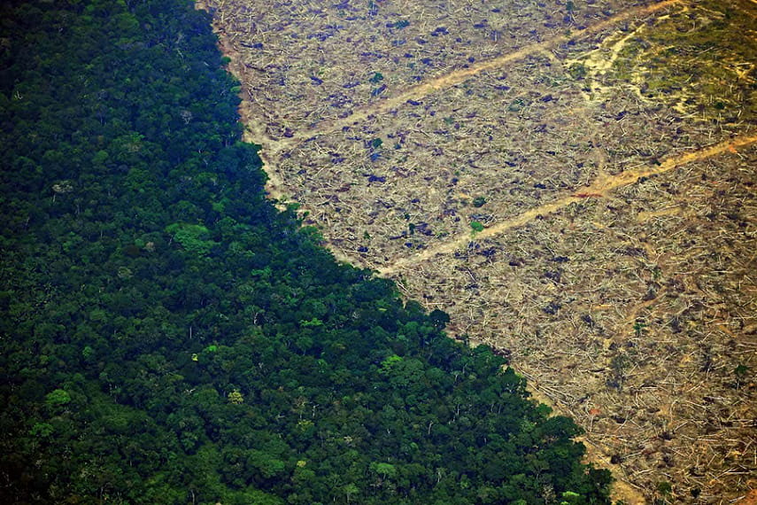 Каждые 6 секунд Земля теряет часть тропических лесов размером с футбольное поле