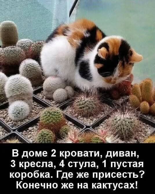 Прикольные картинки с надписями и лишнее внимание от домашних Прикольные картинки с надписями и лишнее внимание от домашних