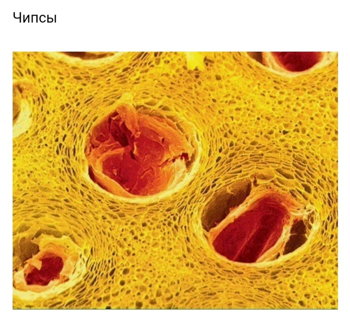 Невероятные фотографии под микроскопом 