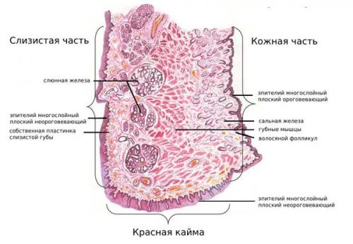 Как лечить ранки в уголках рта. Патогенез хейлита