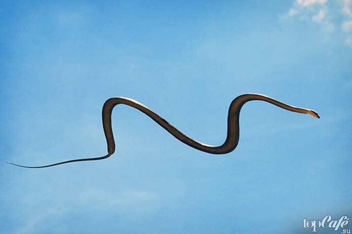 летающая змея