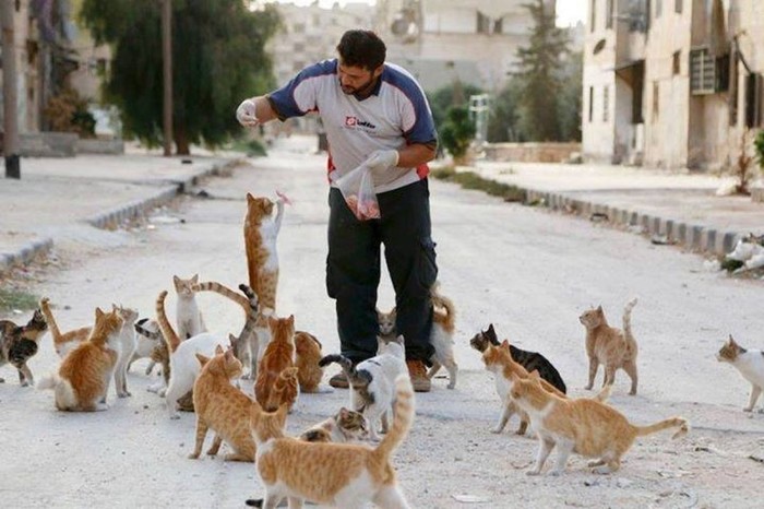 В Сирии оставшаяся без щенков собака усыновила котёнка собака, кот, Сирия, длиннопост