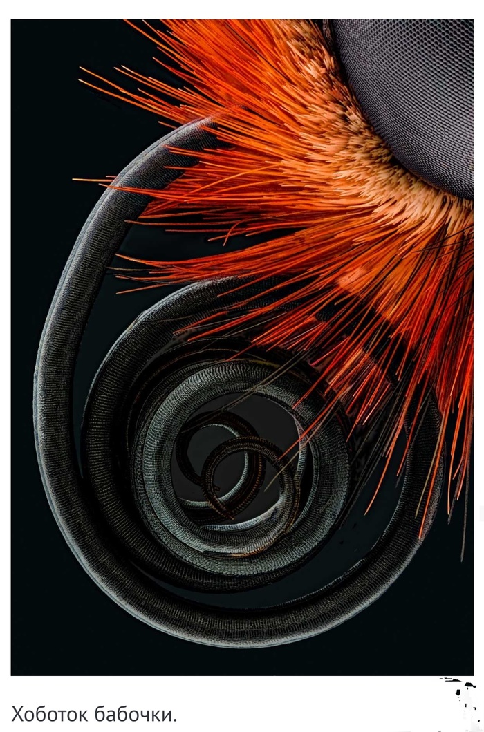 Невероятные фотографии под микроскопом 